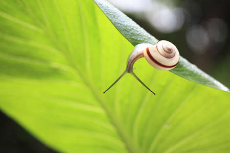 Snailの写真素材