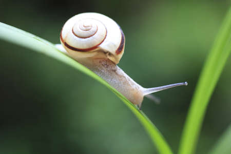 Snailの写真素材