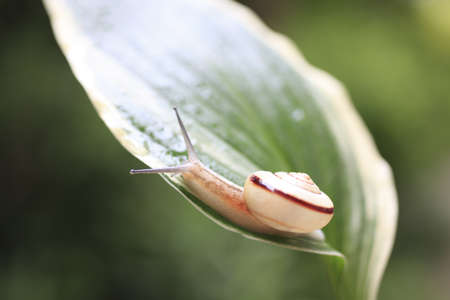 Snailの写真素材