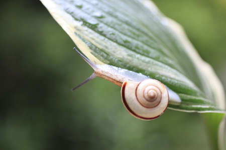 Snailの写真素材