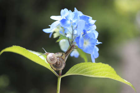 Snailの写真素材