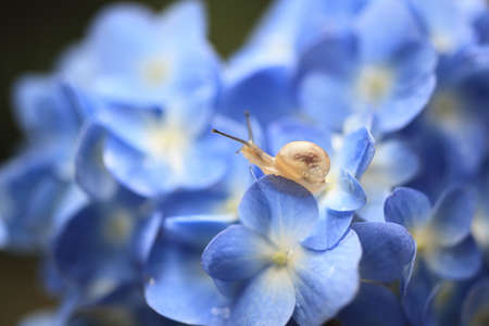 Snailの写真素材