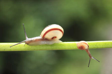 Snailの写真素材