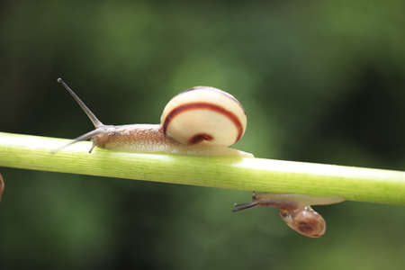 Snailの写真素材