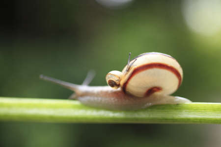 Snailの写真素材