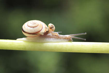 Snailの写真素材