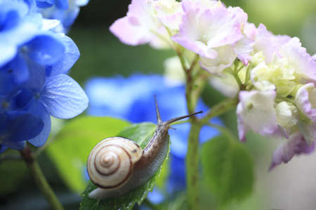 Snailの写真素材