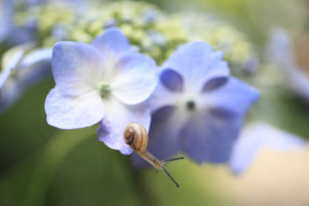 Snailの写真素材