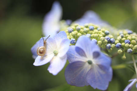 Snailの写真素材