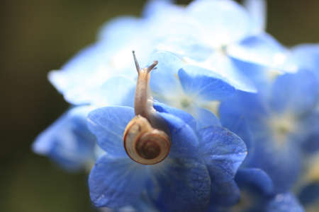 Snailの写真素材