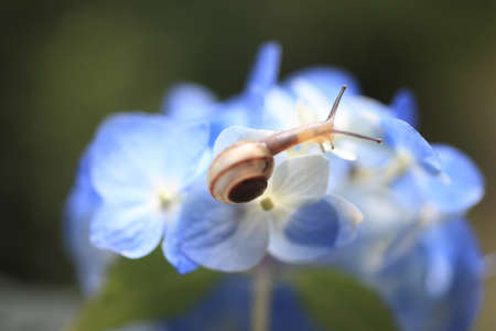 Snailの写真素材