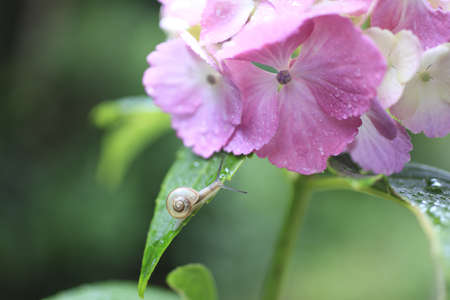 Snailの写真素材