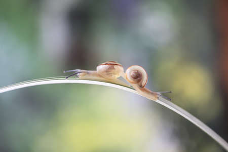 Snailの写真素材