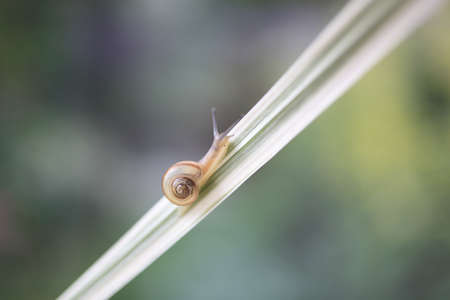 Snailの写真素材