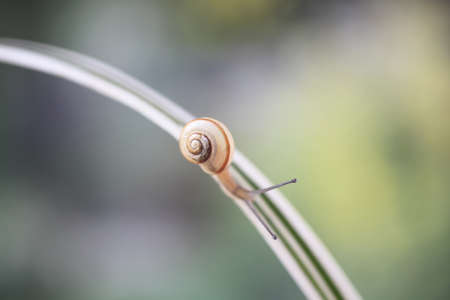 Snailの写真素材