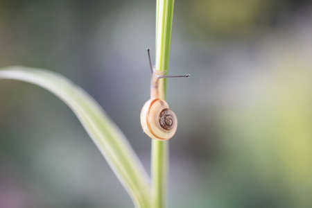 Snailの写真素材