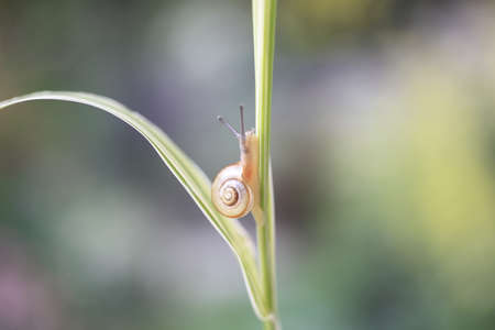 Snailの写真素材
