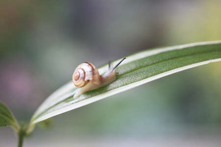 Snailの写真素材