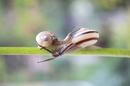 Snailの写真素材
