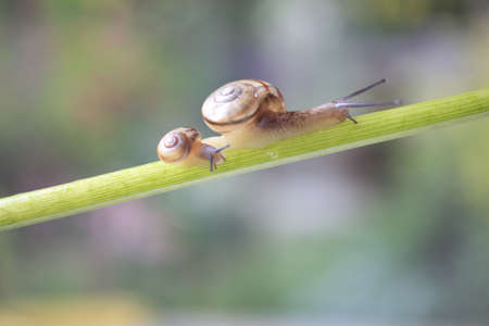 Snailの写真素材