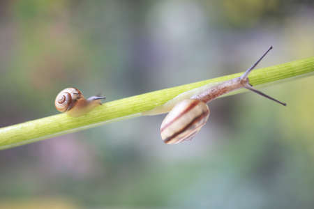 Snailの写真素材