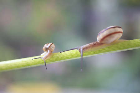 Snailの写真素材