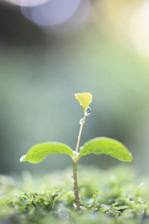 Sprout in the forest. の写真素材