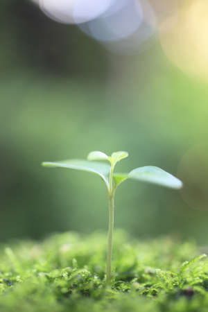 Sprout in the forest. の写真素材