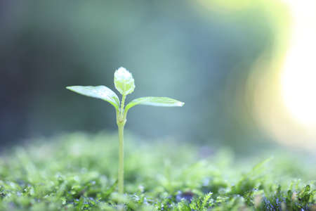 Sprout in the forest. の写真素材