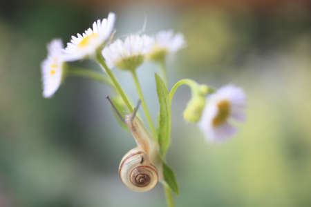 Snailの写真素材