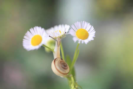 Snailの写真素材