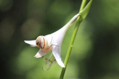 Snailの写真素材