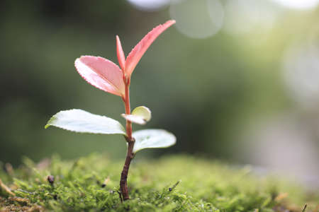 Sprout in the forest. 