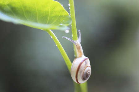 Snailの写真素材