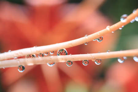 dropletsの写真素材