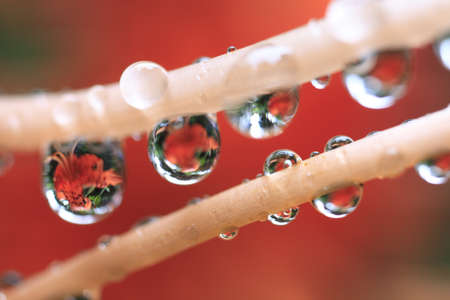 dropletsの写真素材