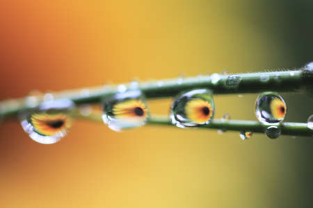 dropletsの写真素材