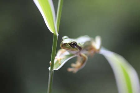 frogの写真素材