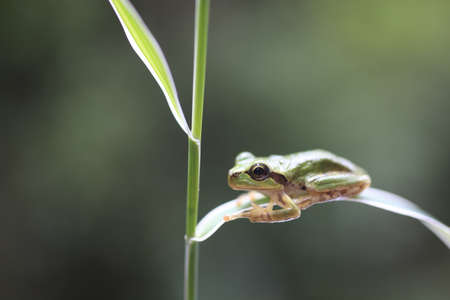 frogの写真素材