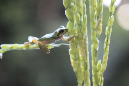 frogの写真素材