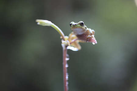 frogの写真素材