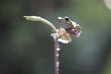 frog