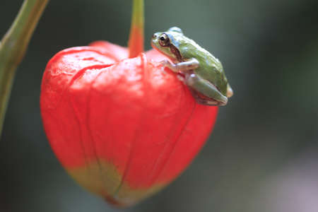 frogの写真素材