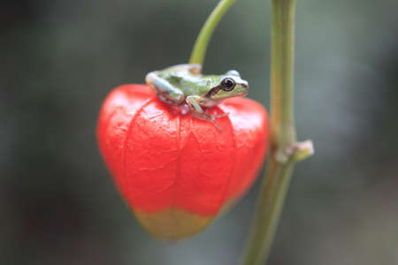 frogの写真素材