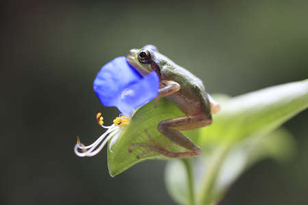 frogの写真素材