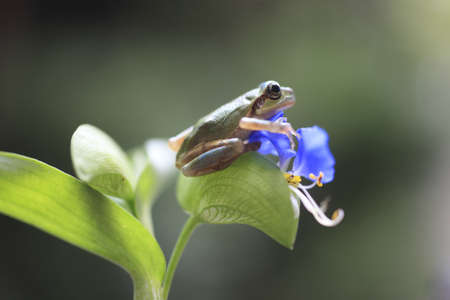 frogの写真素材