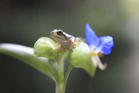 frogの写真素材