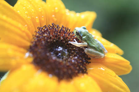 frogの写真素材
