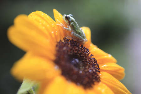 frogの写真素材