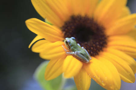 frogの写真素材
